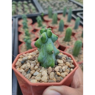 นมพันเต้า Myrtillocactus geometrizans 🌵🍼🌵🍼🌵