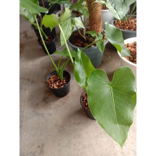 โอกินาวา  #Alocasia Okinawa Silver  จากแลปด่าง รูปสุดท้ายจากห้องแลปเดียวกัน อ่านรายละเอียดก่อนสั่งซื้อนะคะ