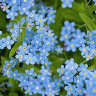 เมล็ดพันธุ์ ฟอร์เก็ตมีน็อท (Forget Me Not Flower Seed) บรรจุ 10 เมล็ด