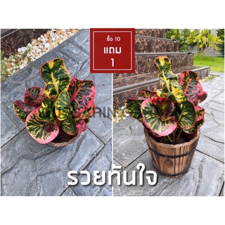 ต้นโกสนพันธุ์ รวยทันใจ ไซส์เล็ก กระถาง 5" สูง 15-20 เซนติเมตร ซื้อ 10 แถม 1  (จัดส่งแบบถอดกระถาง+รับประกันสินค้า)