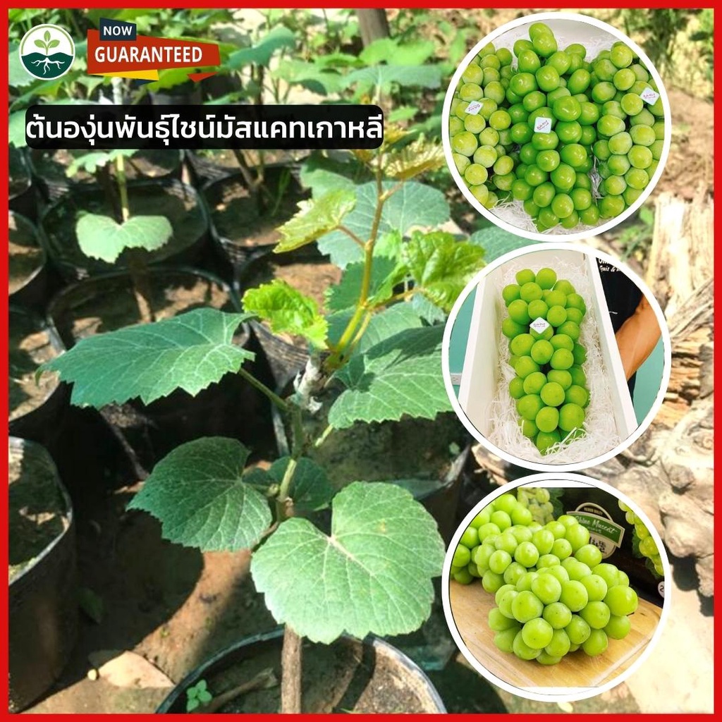 ต้นองุ่นพันธุ์ไชน์มัสแคทเกาหลี ต้านทานโรค สูง 40–60 ซม. ผลสีเขียว หวานหอม ปลูกง่าย 🍇