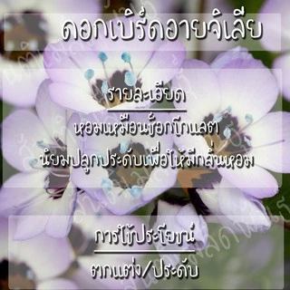 เมล็ดพันธุ์ ดอกเบิร์ดอายจิเลีย กลิ่นหอม 100 เมล็ด Bird's Eyes (Gilia Tricolor) เมล็ดพันธุ์แท้100% นำเข้าจากต่างประเทศ ดี