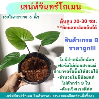 ว่านเสน่ห์จันทน์โกเมน ในกระถาง 6 นิ้ว เกรดB (ความสูง 20-30 cm)