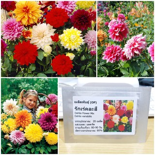 เมล็ดพันธุ์ ดอกรักเร่คละสี (Dahlia Flower Mix Seed) บรรจุ 20 เมล็ด คุณภาพดี ราคาถูก ของแท้ 100%