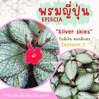 พรมญี่ปุ่น "ซิลเวอร์ สกาย" (silver skies) ดอกสีเเดง ใบสีเงิน สวยมาก ค่าส่งถูกๆ