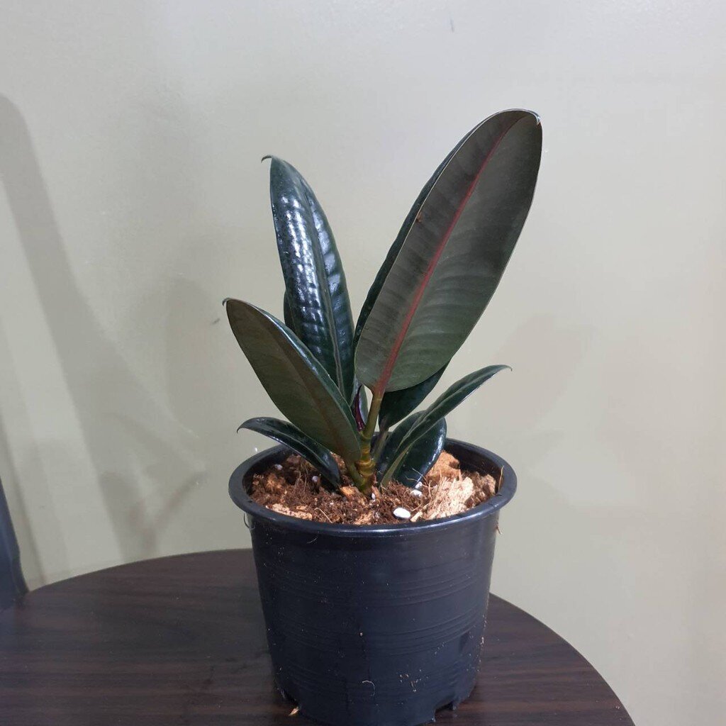 มุมมอง 4