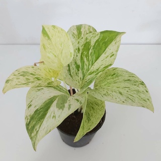 พลูด่างราชินีหินอ่อน พลูด่างงาช้าง พลูบราซิล พลูทอง Golden Pothos E. aureum‘Marble Queen