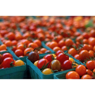 30PCSGRADE Aคนแคระมะเขือเทศเมล็ดBenih Tomato Renek 30 pcs/คนแคระมะเขือเทศ/มะเขือเทศขนาดเล็กสร้อยข้อมือ/เสื้อ/กระโปรง/ผู้