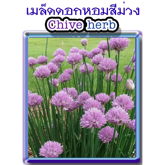 เมล็ดดอกหอมม่วง ชุด100เมล็ด ราคา 50บาท  ปลูกประดับ  กินได้