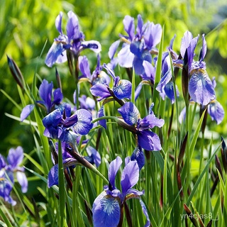 （อัตราการปลูกสูง）100 เมล็ด Blue Iris lactea Flower Seeds ต้นไม้มงคล ต้นไม้ฟอกอากาศ บอนสีหายาก บอนไซ ต้นไม้ พันธุ์ดอกไม้