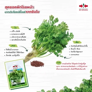 เมล็ดพันธุ์ ผักชี / หอมป้อม เจียไต๋ ศรแดง สิงโต (ซอง) เมล็ดพันธุ์ใหม่ คุณภาพดี การันตีความงอก