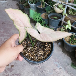 เงินไหลมาด่างชมพู (Pink Syngonium ) เงินไหลมาเป็นไม้มงคล ปลูกง่าย โตไว ราคากระถางเล็ก 4 นิ้ว