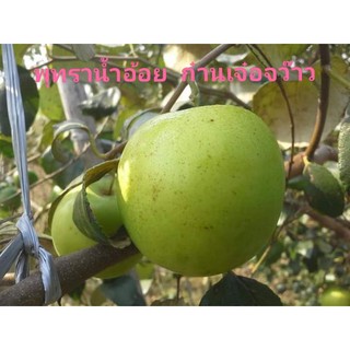 พุทราไต้หวันก๋านเจ๋อจว๊าวสายพันธุ์ที่รสชาติหวานที่สุดในตอนนี่