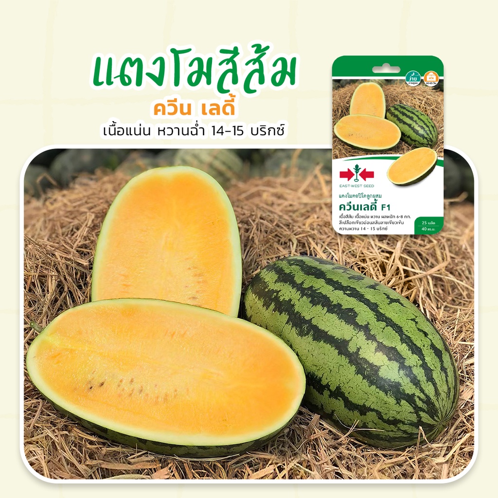 ใหม่! แตงโม ควีน เลดี้ แตงโมสีส้ม หวานฉ่ำ เนื้อแน่น เมล็ดพันธุ์แตงโม ศรแดง