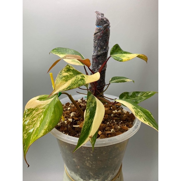 philodendron strawberry shake(redemerald)