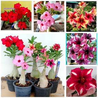 12 เมล็ด เมล็ดพันธุ์ ชวนชม สายพันธุ์ฮอลแลนด์ คละสี Adenium Seeds