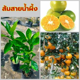 ขายต้น ส้มสายน้ำผึ้ง 1 ต้น (บ้านแฮปปี้)
