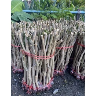 กิ่งชะอมหนามน้อย1มัด50กิ่งตอน💥ถูกสุดในShopeeพร้อมปลูกรากเต็มทุกกิ่งยอดดกหนามสั้นราคาปรับขึ้นตามฤดูกาลนะครับ