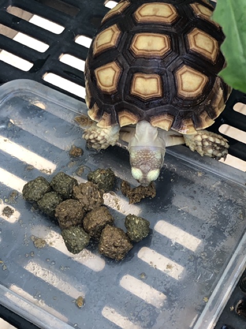 Ganzhu-Pro กันชูโปร (แบบกระสอบ 10 Kg)🐢 อาหารเต่าบก