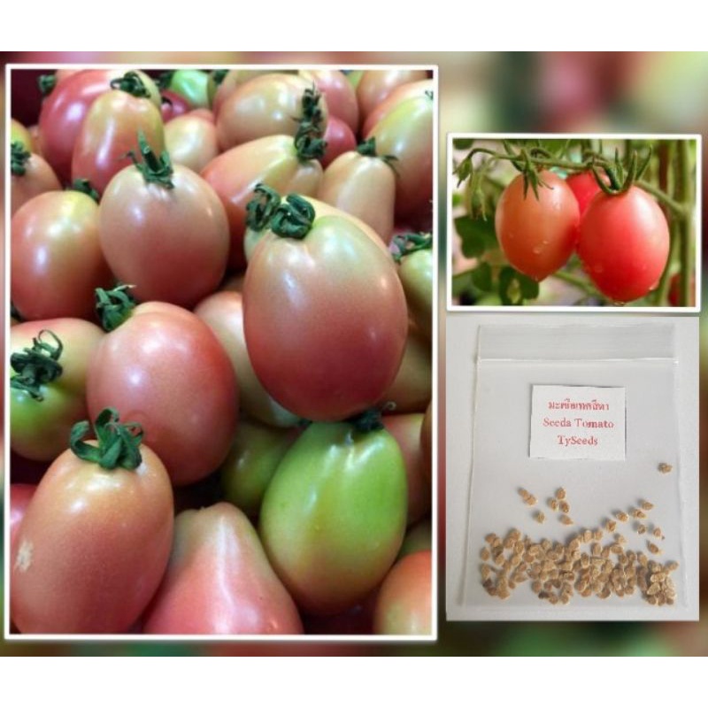 เมล็ดพันธุ์ มะเขือเทศสีดา 70 เมล็ด [ 10แถม2 ]คละได้