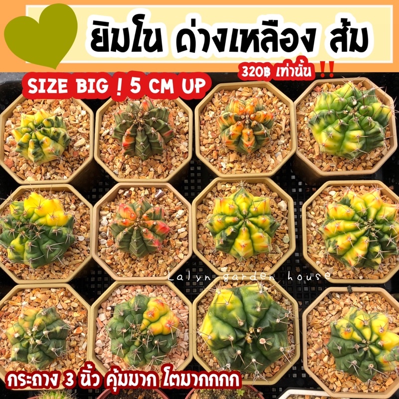 ‼️🧡ด่วน ไซร์ใหญ่ไซร์ออกดอก ขนาด 5 cm ติดปุยดอก ‼️ยิมโนด่างเขียวเหลือง ยิมโนด่างเขียวส้ม มีเพียง12 ต้