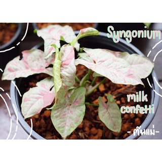 Syngonium milk confetti กระถาง 5 นิ้ว