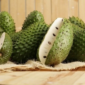 1 ต้นทุเรียนเทศ ทุเรียนน้ำ Soursop ผลกินได้ ลำต้นสูง 70-80 ซม จัดส่งพร้อมถุง 8 นิ้ว