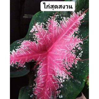 ไก่สุดสงวน#บอนสีหายาก #บอนสีตระกูลไก่#บอนสี#บอนไทยฟอร์มกอ#บอนสีชมพู