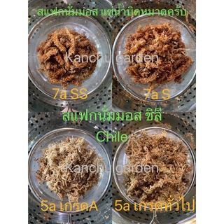 ‼️มาใหม่ สุดคุ้ม‼️✅ลองแล้วจะติดใจ✅สแฟกนั่มมอสชิลี7a/5a, 7a/5a Sphagnum Moss Chile, 7a/5a智利水苔 (มีของพร้อมส่ง) 1 ชิ้น (一袋)