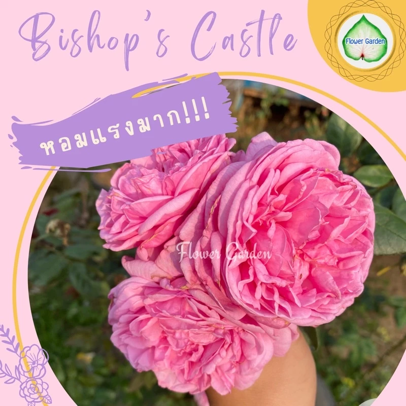 F440 กุหลาบ Bishop's Castle (บิชอป) ดอกสวยหอมฟินสุดๆ (ส่งติดดอก)ปลูกทำซุ้มสวยมาก
