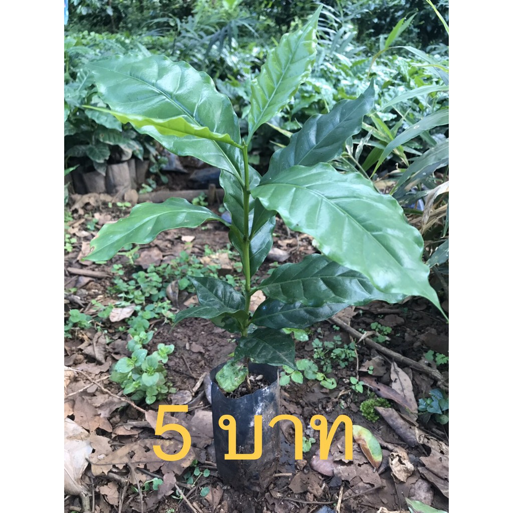ต้นกาแฟพร้อมปลูก อาราบิก้า ต้นละ 5 บาท ( ชุดละ 50ต้น) ส่งแบบถอนต้น