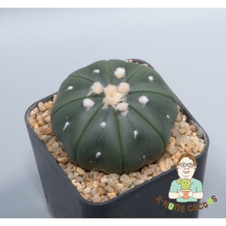 Astrophytum โออิโบะ  SP.214