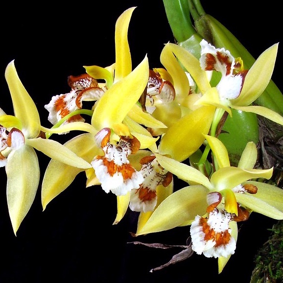 กล้วยไม้ เอื้องฉุน  เทียนลำเขียว Coelogyne lentiginosa