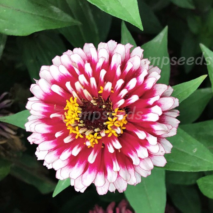 เมล็ดพันธุ์ บานชื่นแฟนซี / บานชื่นตุรกี คละสี 0.5 กรัม ( 50+ เมล็ด)  Mazurka & Macarena  Zinnia Mix