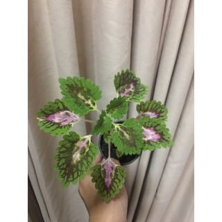 ฤาษีผสม (คอง) Kong Coleus   กระถางขนาด 3"นิ้ว