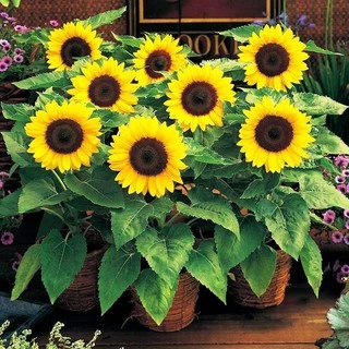 เมล็ดพันธุ์ ทานตะวันแคระ 10 เมล็ด Big Smile Sunflower Seed เมล็ดพันธุ์แท้100%