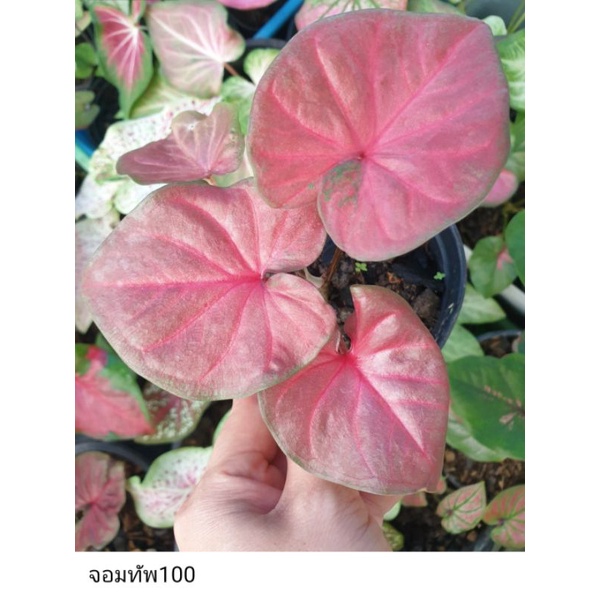 บอนสี จอมทัพ ใบกลมสีแดง