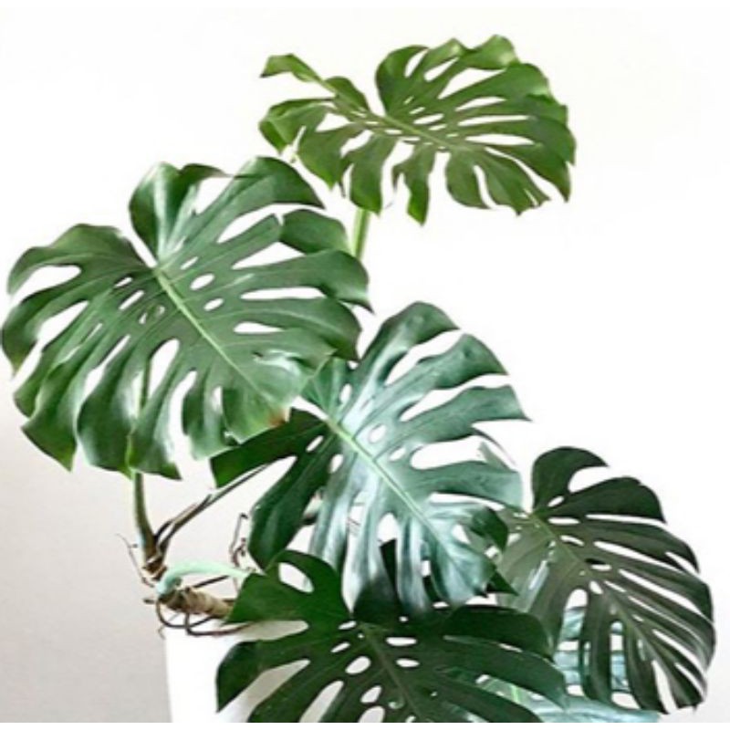 มอนสเตอร่า ไจแอนท์ monstera giant ไม้ยอดตัดสด