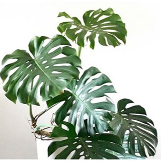 Monstera Giant มอนสเตอร่า ไจแอนท์