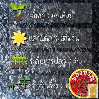 เมล็ดอวบอ้วนเมล็ดพันธุ์ กระเทียมต้น 200 เมล็ด American Flags Leek เมล็ดพันธุ์แท้100%นำเข้าจากต่างประเทศ ปลูกผัก สวนครัว