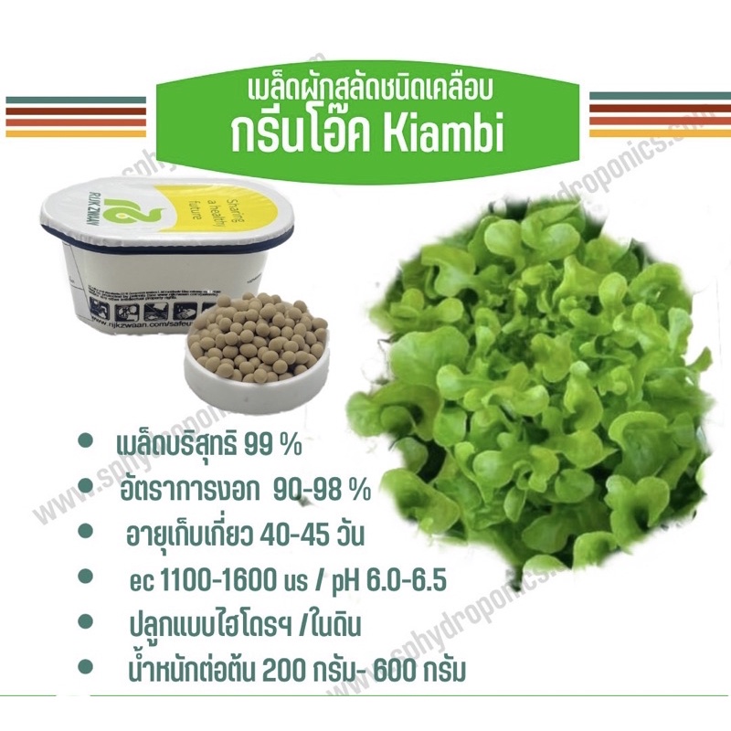 เมล็ดผักสลัด ชนิดเคลือบ กระปุก 1000 เมล็ด(Rijk zwaan)