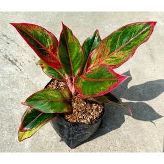 Aglaonema Red Lipstick-well established50 เมล็ด (ไม่ใช่พืชที่มีชีวิต)