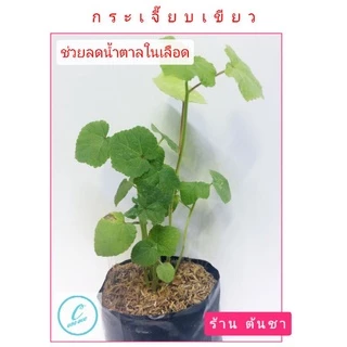 🌈 กระเจี๊ยบเขียว พืชสมุนไพรต้านโรค บำรุงสุขภาพ