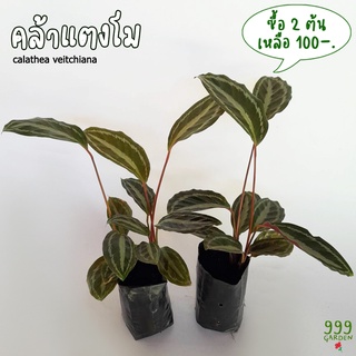 ต้นคล้าแตงโม ไม้มงคลเรียกทรัพย์ ( คล้าแตงโม / calathea veitchiana )