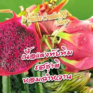 ต้นแก้วมังกร (จำหน่ายกิ่งพันธ์) เนื้อในสีแดงทับทิม กิ่งพันธฺุ์คุณภาพ