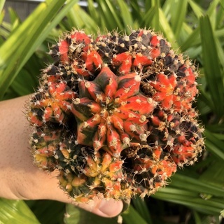 [ถูกสุด] Cactus ยิมโนด่าง มัลติคัลเลอร์ 7-9 ซม รวมหน่อ ไม้กราฟ กระบองเพชร แคคตัส ยิมโน