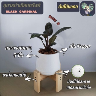 ♣️ กุมารดำเรียกทรัพย์  (Philodendron Black Cardinal)  พร้อมกระถางเบลล่า7"+เม็ดPopper+ขาตั้ง