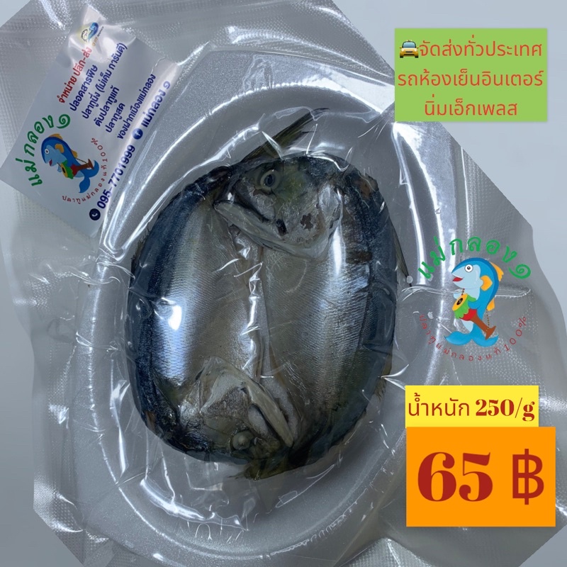ปลาทู#ปลาทูนึ่ง#น้ำหนัก200-250กรัม#ร้านแม่กลอง๑ปลาทูแท้