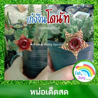 🌵เก๋งจีน ดอกโดนัท (หน่อเด็ดสด)