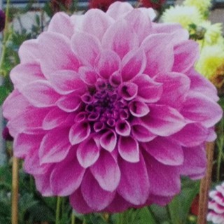 รักเร่ Dahlia สายพันธุ์ Cosmo Polly นำเข้าจากเนเธอร์แลน หัวสดใหม่ 1 หัว/ออเดอร์